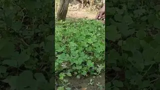 # Harvesting of organic Methi #Kitchen garden #My Fresh  Fenugreek Harvest 🌿