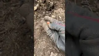 Orange marble! Very nice. #metaldetecting #bottles #bottledigging #marble #shorts
