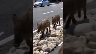Haifa: City of Contrasts and Wild Boars #trapremix #remix #shortvideo