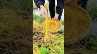 Dodder: A Mysterious Parasitic Plant Full of Medicinal Benefits! #shorts