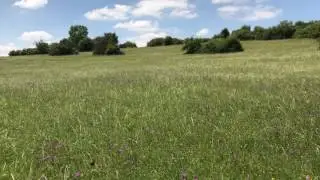 Bl&uuml;hende Landschaft - Eindruck vom Gebberg bei Fechingen