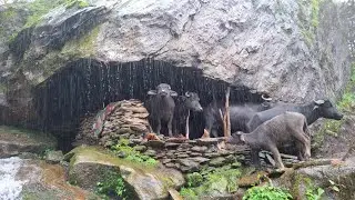 Real Nepali Mountain Village Life During the Rain || Peaceful Rural Village Documentary Video ||