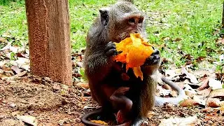 Give big mango for poor mom DeeDee during feed milk baby Dillion in chest | Cute Dillion sleep well