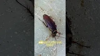Palmetto Bug 🪳 #insect #palmetto