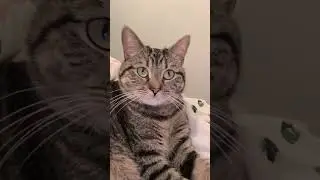 Love you soo cute baby 🐱
