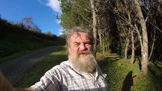 🔵 Значение слова Pine (сосна) для английского словаря