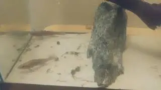 Butis Melanostigma feeding