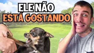 O Jeito Certo de Fazer Carinho no seu Cachorro