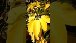 Dwarf Umbrella Tree 😮❤✌Plant  #shorts #video #Dwarf #Umbrella #Tree #Plant #shorts #video #flowers