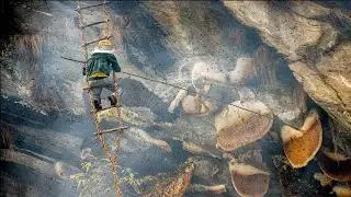Mad Honey: Nepal&rsquo;in U&ccedil;urumda Yetişen Zehirli Balı!