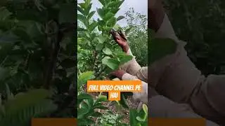 Red diamond guava/amrood ki cutting | Guava pruning | How to prune Guava/Red diamond guava plant