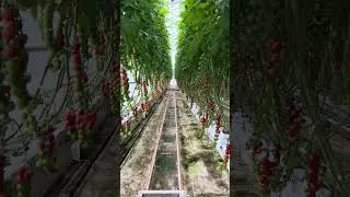 Hydroponic Tomatoes at Debruins Greenhouses