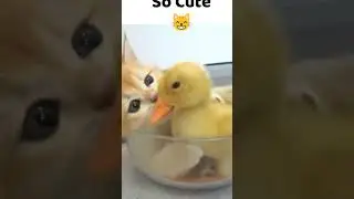 Cute Cats Playing With Duck 🦆 #awwanimals #cuteanitv #dogparty #awwpets #cutianimals