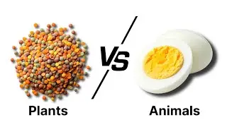 Plant vs Animal Protein - Which is better? (Big Study) 