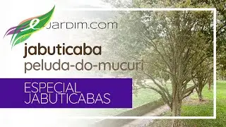 Plinia sp. / jabuticaba-peluda-do-mucuri | Frutíferas em Vasos | Sítio E-jardim