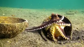 HDObservations : Coconut Octopus (4K UHD)