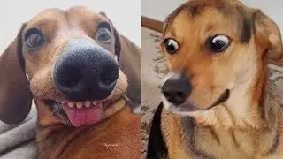 😂 НЕВОЗМОЖНО НЕ СМЕЯТЬСЯ! ЛУЧШИЕ собачьи неудачи 2025 года! (Смешные моменты с собаками)