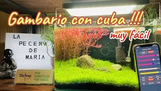 Desde ( my shrimp house) llegan mis gambas para mi nano acuario con cuba