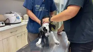 Adopt Mary&rsquo;s Doggies - Boba at vet checkup
