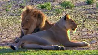 Save Lions -Save The Kings