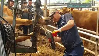 Автоматическая фабрика для доения коров. Incredible modern cow & sheep processing technology.
