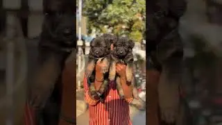 PETMARKET CHENNAIPETMARKET SUNDAYMARKETLATESTVIDEO SALE IN ALL TYPE PETS EXOTIC PETS SALE IN CHENNAI