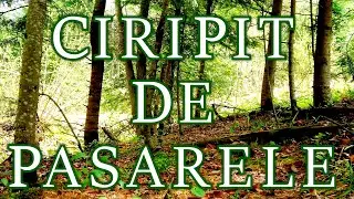 2h Ciripit de pasarele in padure Primavara Sunete pentru relaxare si somn
