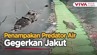 Buaya Muara Muncul di Kali Cengkareng Drain, Warga Jakut Resah