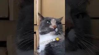 Куня проти #my #cat #reaction