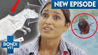 Removing Endless Blood Clots From Dog's Swollen Ear 😱 A Country Vet Practice E2 | Bondi Vet