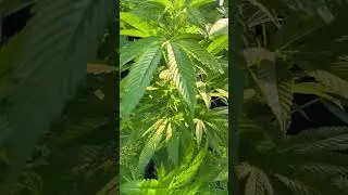 #weed #marijuana #nature #garden #motivation #shorts #short #video #viral
