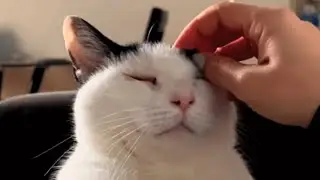 Woman adopted a blind cat and then a deaf cat. Here's how that turned out.