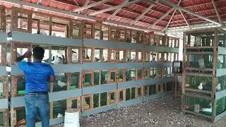 ഇത് ഹോമർ പ്രാവുകളുടെ സാമ്രാജ്യം🕊️Pigeon Farming|pravu valarthal|Pigeon Loft|Homer Pigeon|pravu|Dove