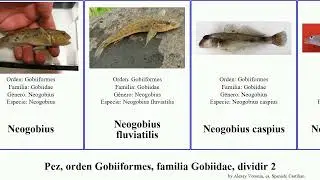 Pez, orden Gobiiformes, familia Gobiidae, dividir 2 ponticola proterorhinus paragobiodon neogobius