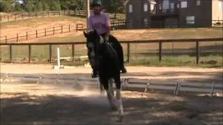 Shambree 2007 Pinto German Warmblood mare