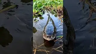 🤯 CRAZY Fish BITES BAIT! You Won't Believe This! 🎣 92k Fish?!