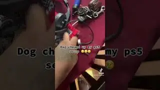Dog ate my ps5 😢 #shorts #viral #ps5 #baddog