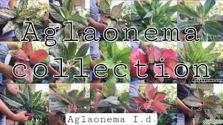 AGLAONEMA OR CHINESE EVERGREEN COLLECTION/RARE AND COMMON AGLAONEMA VARIETIES WITH NAME EPS.3