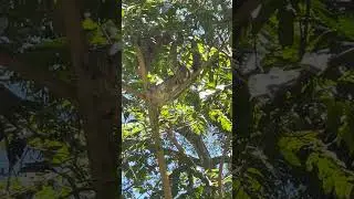 🦥Biologist Jos&eacute; Discovered a Spot Full of Sloths!