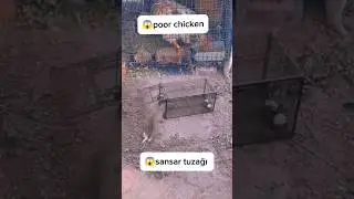 😱marten trap attacking chickens#chicken #viralvideo #birds #animals #funny #shortvideo #fyp #short