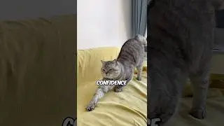 Почему кошки тянутся, когда видят вас? 🧐