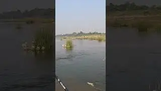 mahseer fishing on ultra light lure #shorts #ytshorts #fishing #fish