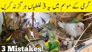 All birds summer care 3 tips | Never do these mistakes in summer season | Mujeeb Birds Breeding
