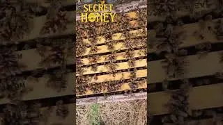 Got Smashed by Bees! 🐝🔥 #Beekeeping #Australia