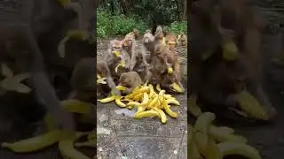 Monkeys are looting banana🐒🍌 #short #shorts #youtubeshorts #monkey #monkeys #monkeybaby #animals
