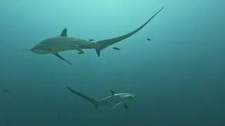 Philippines 2024 - Divetrip with the M/Y GYPSY