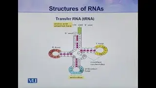 Structures of RNAs | Introduction to Biotechnology | BIO5101_Topic020