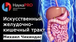 Искусственный желудочно-кишечный тракт (ЖКТ) | Лекции по биологии – биолог Михаил Чикиндас | Научпоп