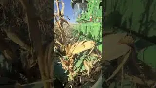 Corn Harvest 