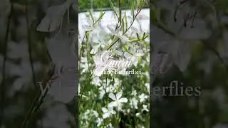 A Summer Fairytale Garden Favorite: Gaura Whirling Butterflies